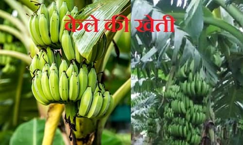 Uttar Pradesh:यूपी के किसानों में बढ़ा केले की खेती का क्रेज