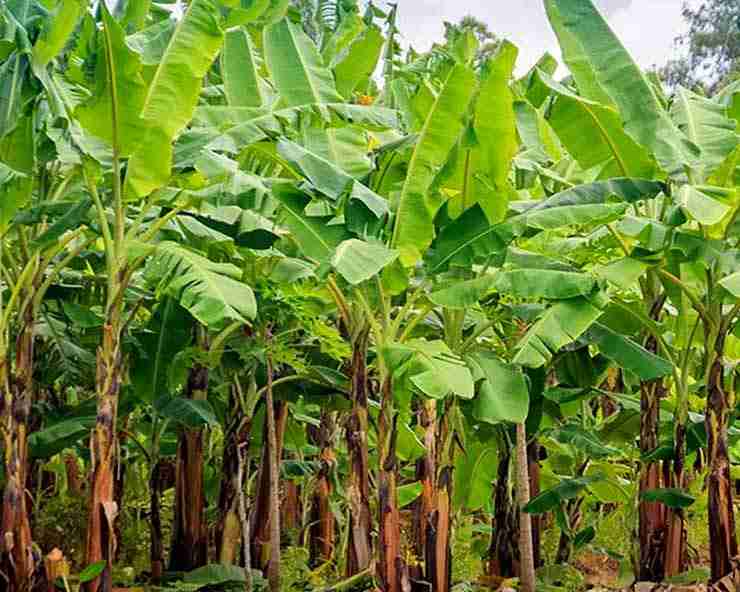 Uttar Pradesh: Banana emerges as a more profitable alternative to traditional crops in Purvanchal and Awadh regions with Yogi govt’s support